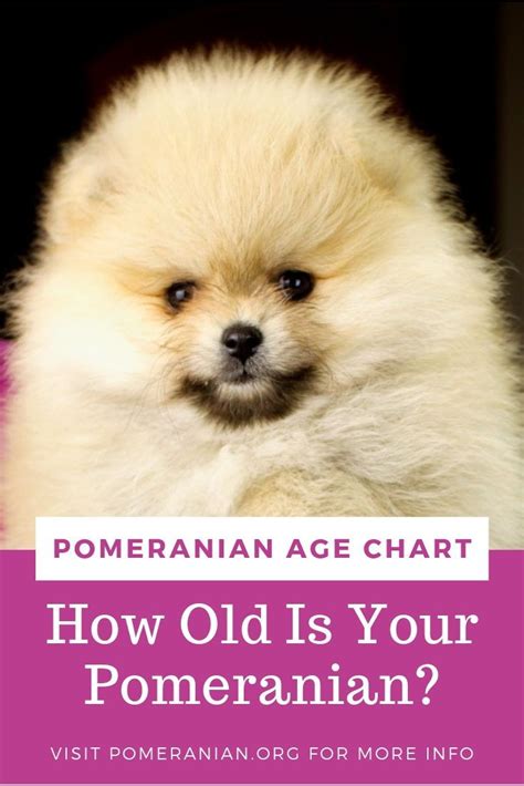 How Old Is Your Pomeranian How Do Pomeranians Age How Old Is Your