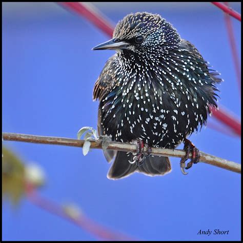 Starlings Beautiful Birds On Branch Wallpaper Picture Image Pics