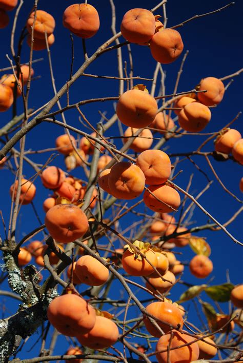 We did not find results for: Fuyu Persimmon Tree | Ison's Nursery & Vineyard