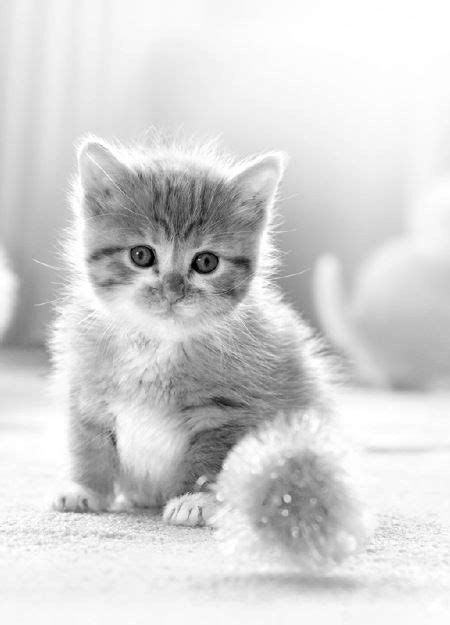 Cute Little Kitten Kittens Photo 41503022 Fanpop