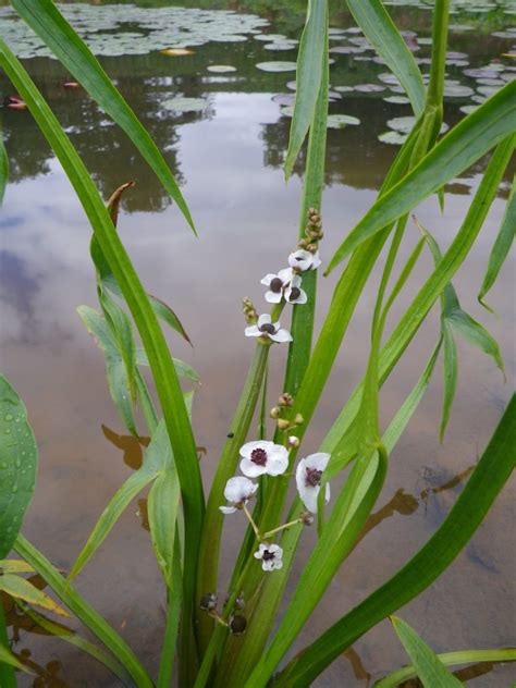 Sagittaria Sagittifolia Arrowhead Devon Pond Plants