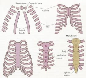 Part or all of this entry has been imported from the 1913 edition of webster's dictionary, which is now free of copyright and hence in the public domain. Ribs and Sternum - Human Skeletal System in Embryology