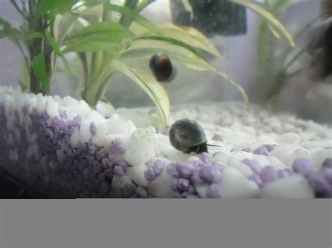 A major plus for the. Need Advice On Ramshorn Snails!!!! | My Aquarium Club