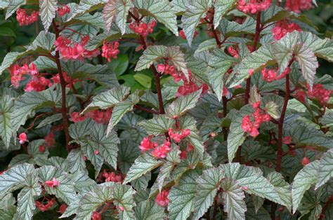 I plant them in separate pots in early spring and set them on top. Begonias - More than houseplants - Bellingrath Gardens & Home