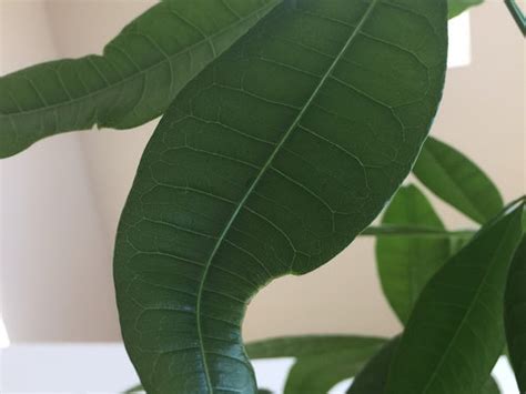 Use with every watering with the dilution of 1 teaspoon of fertilizer per 1 gallon of water it is recommended to use this solution once every 3 weeks or when the top few inches of soil of dry. Money Tree leaves starting to curl and having holes
