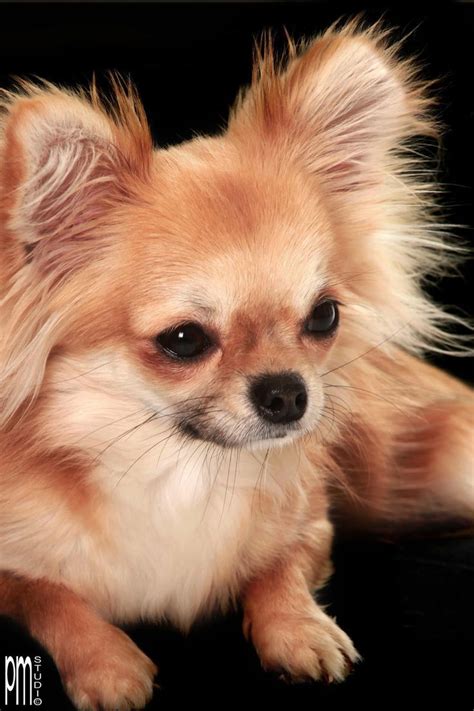 But, they have a lot more fur! Long haired Chihuahua | Chihuahua puppies, Chihuahua dogs ...