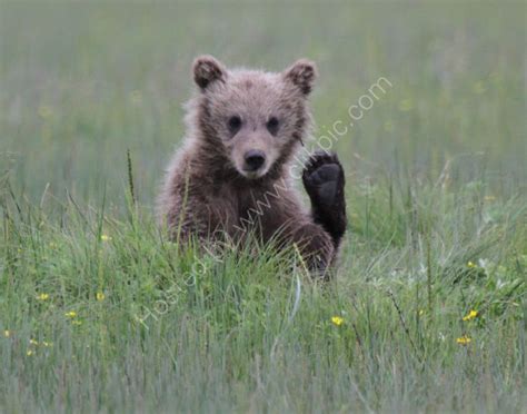 Sjwray Wildlife Photography Bear Cub Waving