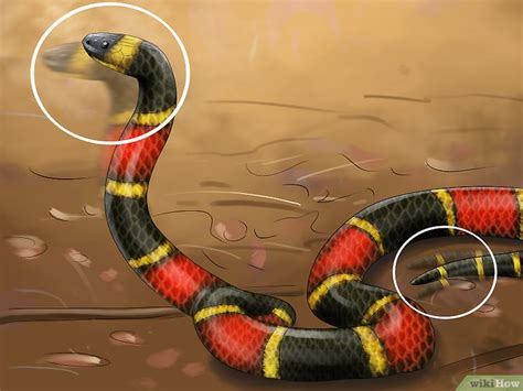 Dreiecksnatter, milchschlange, unechte korallenschlange (lampropeltis triangulum). Den Unterschied zwischen einer giftigen Korallenschlange ...