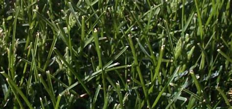 Controls over 50 different lawn weeds including dandelions, plantains, clover, ground ivy (creeping charlie), ragweed, poison ivy, orange hawkweed. Kentucky Bluegrass Lawn Seed - Nixa Hardware & Seed Company