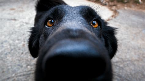 This might mean putting your dog on a leash before guests come over. Here's Why Dogs Love to Sniff Our Crotches When We're on ...