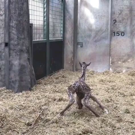 Baby Giraffes First Steps Aww