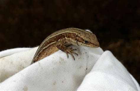 Nature Of Fife Reptile In The Bag Common Lizard