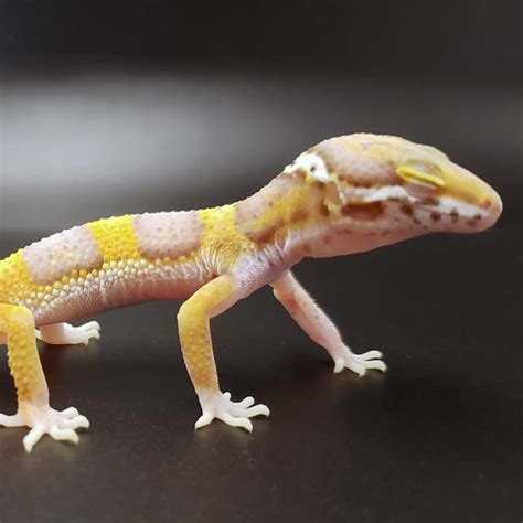 We did not find results for: Albino Jungle | Ringtail Exotics Pets