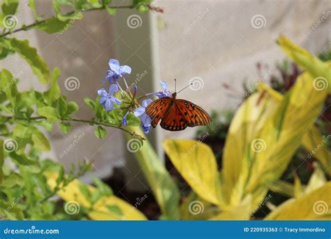 A Gulf Fritillary Butterfly Sipping Nectar From A Purple Flower Stock