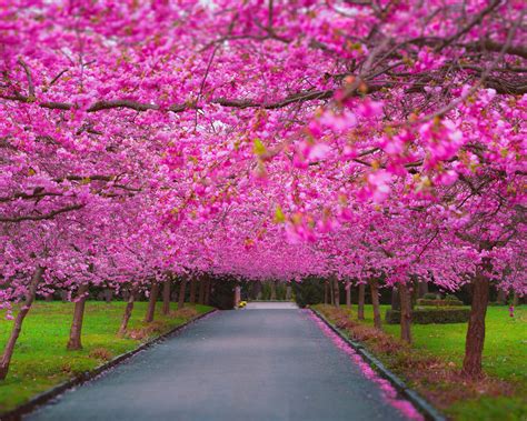 1280x1024 Cherry Blossom Park 1280x1024 Resolution Hd 4k Wallpapers