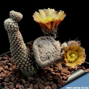 What causes this problem and how do i remedy it? Puna clavarioides