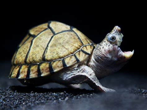 Razorback Musk Turtle Sternotherus Carinatus Huwng Ddinh Flickr
