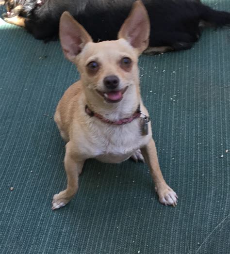 If you need some supplies for your animal companion, stop at platinum labrador retrievers, animal house pet shop, or teacup puppies for sale /adoptions. Pets for Adoption at Kinder4Rescue, in Studio City, CA ...