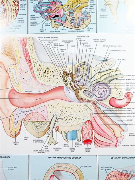 Vintage Human Anatomy Poster Ear Organs 20 X 26 Etsy Human Anatomy