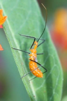 Check spelling or type a new query. Fold, Fallow and Plough: Milkweed Assassin Bug