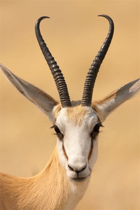 List African Animals With Horns 317 Best Images About Bucks On