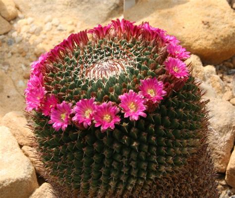 La pianta grassa crassula ovata presenta fiori rosa; Piante grasse con fiori, ecco le più belle - Lombarda Flor