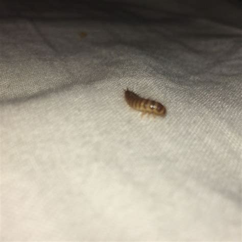 Unsere mitarbeiter haben es uns zur wahl obersten aufgabe gemacht, ware verschiedenster variante ausführlichst zu. Tier im Bett gefunden, Raupe? (Tiere, Insekten)