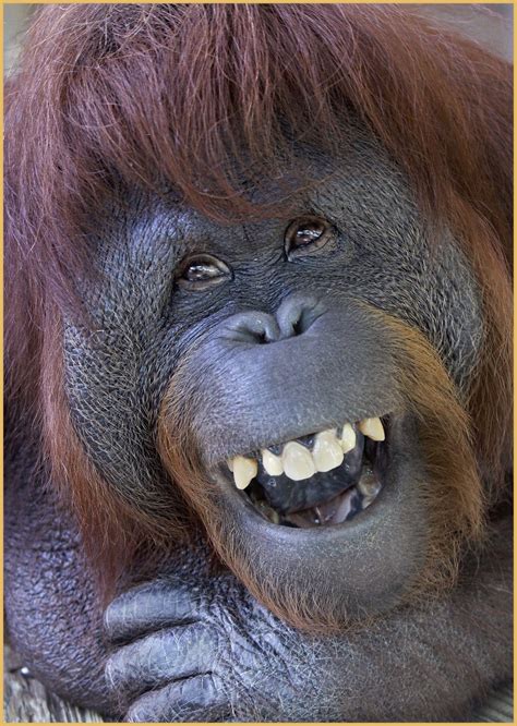 Tell Me Another Orangutan Binatang Cantik Binatang Buas