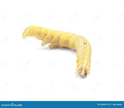Brown Inchworm Or Inch Worm Larva Caterpillar Mocis Marcida The