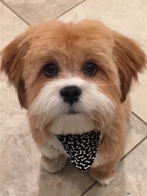 Just groomed! | furrbabies. | Pinterest | Lhasa, Lhasa apso and Dog