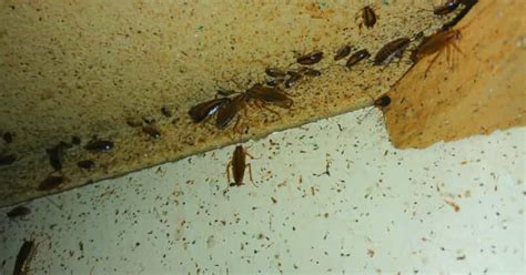 The architects design and the builders put the building up. Why Do I Have Roaches If My House is Clean?