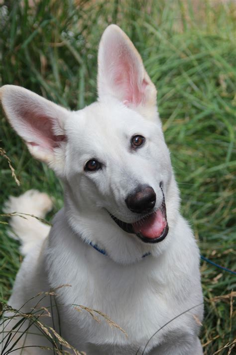 German Shepherd Puppy White Colour