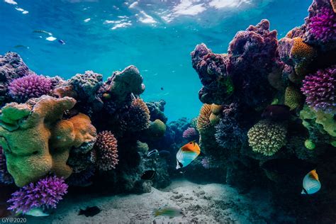 scientists warn against complacency amid discovery of new coral species in great barrier reef