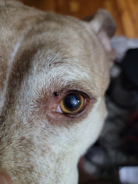 Why Does My Dog Have A Bump On His Eyelid