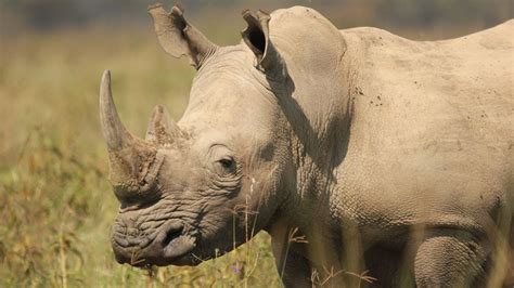 Enough With The Fake Rhino Horns Ecowatch