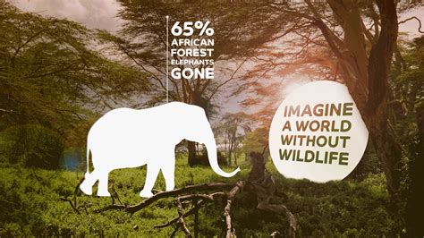 Imagine A World Without Wildlife Jr By Campaign