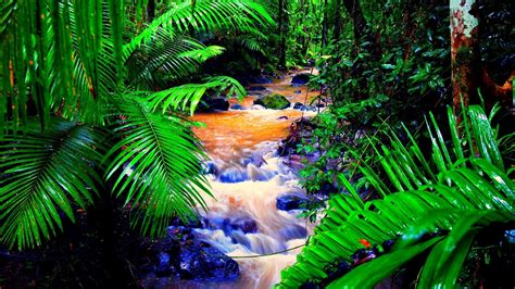 The amazon rainforest is home to many incredible species, including leafcutter ants, which eat more vegetation than any other rainforest animals, and mammals such as the fearsome jaguar, top of the amazon food chain. Tropical Rainforest Wallpaper (58+ pictures)