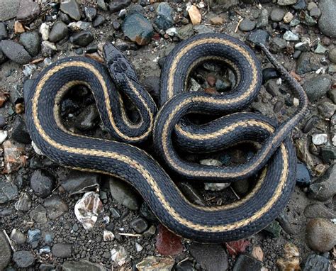 Giant Garter Snake Control And Removal