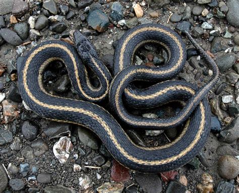 Garter snakes, also known as garden snakes, are the most common reptile genus of terrestrial snakes in north america, spanning from alaska to central america. Giant Garter Snake - Control & Removal