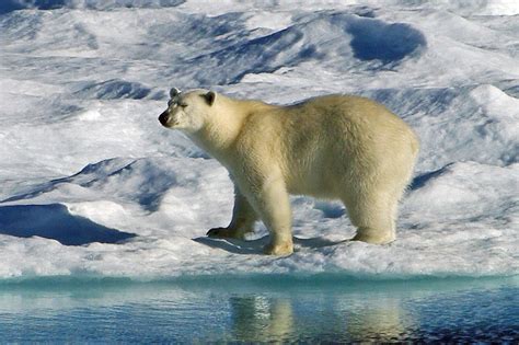 Polar Bear Facts And Adaptations Ursus Maritimus