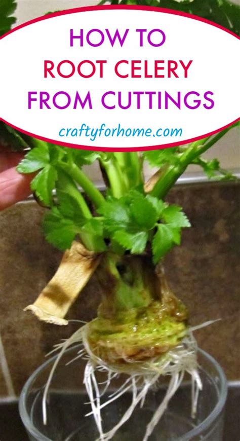 Planting Celery From Grocery Produce | Crafty For Home | Growing celery