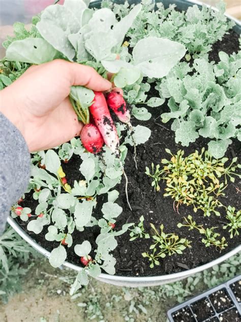 It can be difficult to choose the right one, but we've. Too Late To Start A Garden? 8 Vegetables You Can Still ...