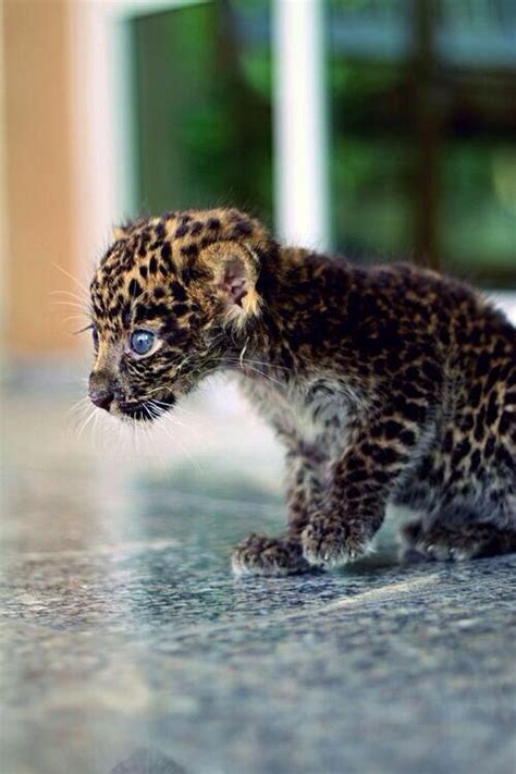 Cute Baby Clouded Leopard