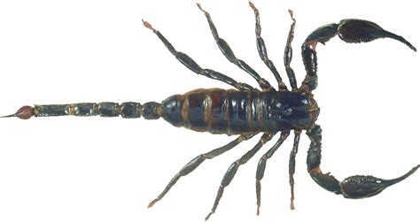 Scorpion PNG png image