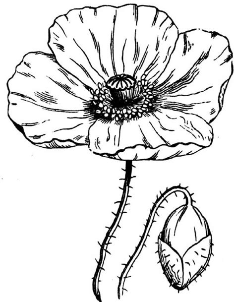 Free printable puppy coloring pages are fun but they also help kids develop many important skills. Realistic Drawing Of California Poppy Coloring Page : Kids ...