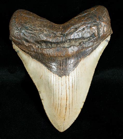 4.84" Megalodon Shark Tooth - Serrated For Sale (#4563) - FossilEra.com