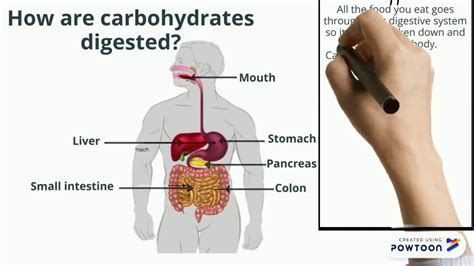Carbohydrate Digestion Youtube