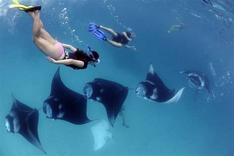2023 Swim With Manta Rays In Nusa Penida All Inclusive