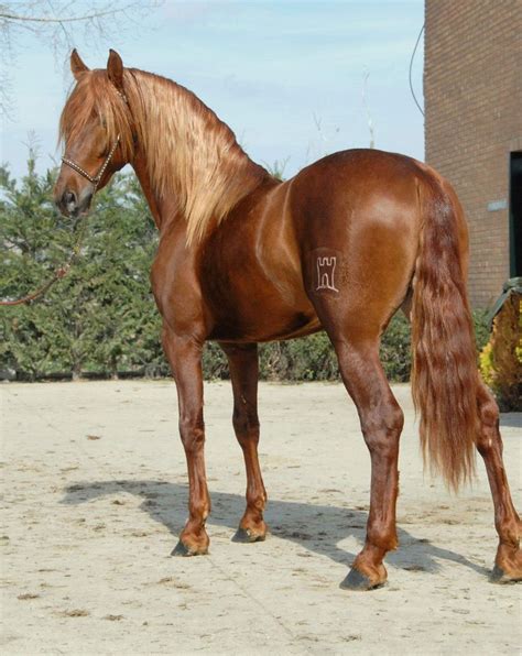 Resulton Sg Chesnut Horse Beautiful Horses Horse Breeds