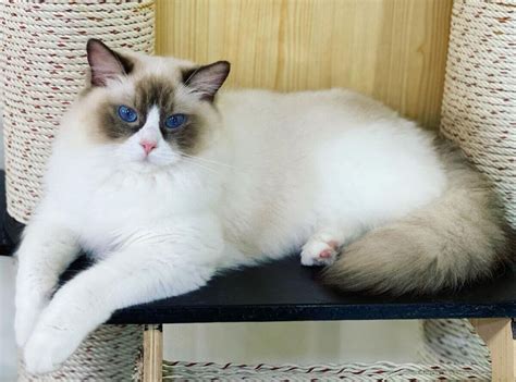 Ragdoll Kittens For Sale In Alaska The Pet Guide Home